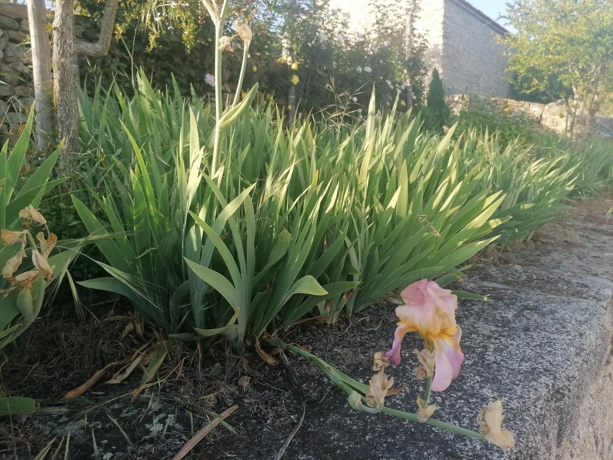 Rosas Da Granja - Casa De Campo Dış mekan fotoğraf